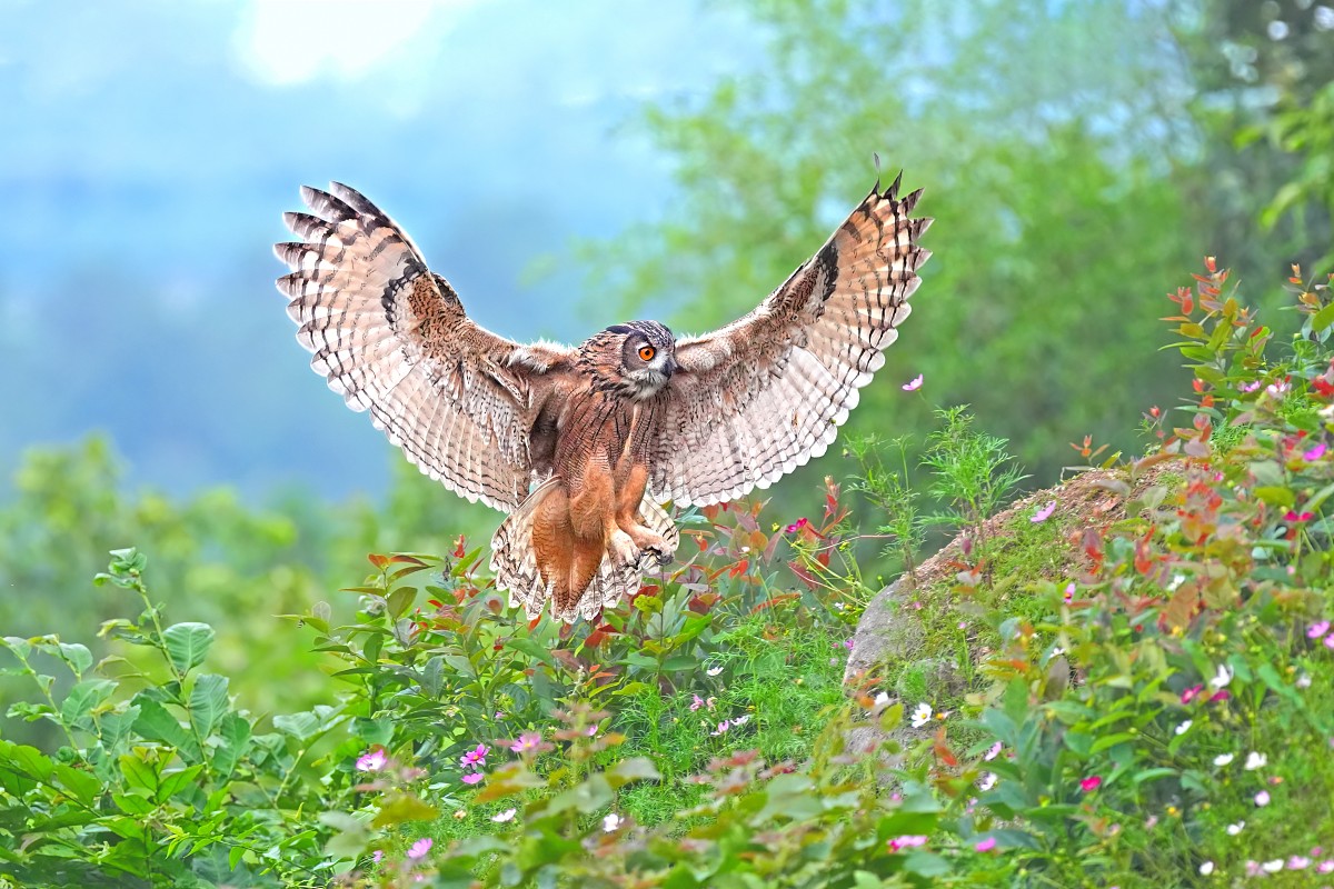 Sony FE 100-400mm F4.5 GM OSS 飛羽攝影實戰:畫質與機動性表現能達到資深玩家的標準嗎?