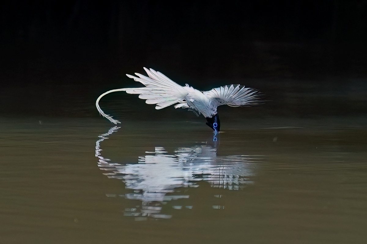 Sony FE 100-400mm F4.5 GM OSS 飛羽攝影實戰:畫質與機動性表現能達到資深玩家的標準嗎?