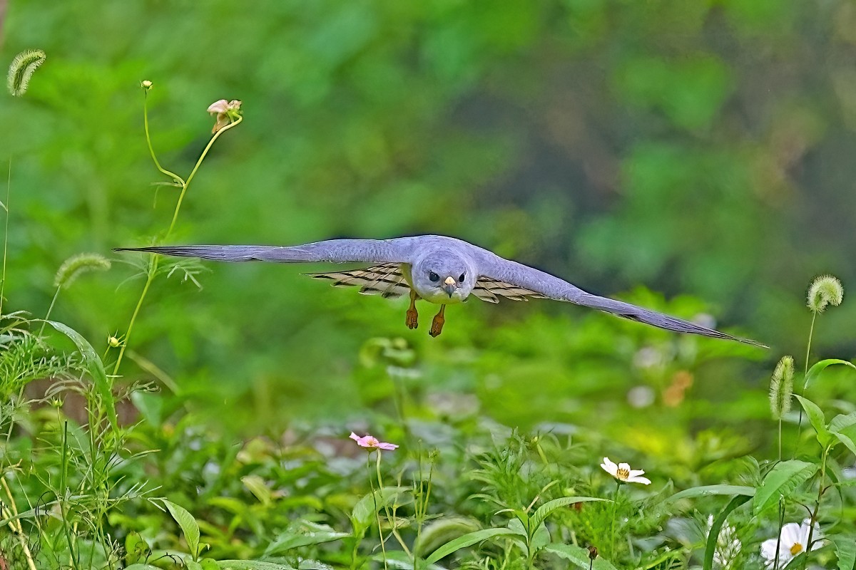 Sony FE 100-400mm F4.5 GM OSS 飛羽攝影實戰:畫質與機動性表現能達到資深玩家的標準嗎?