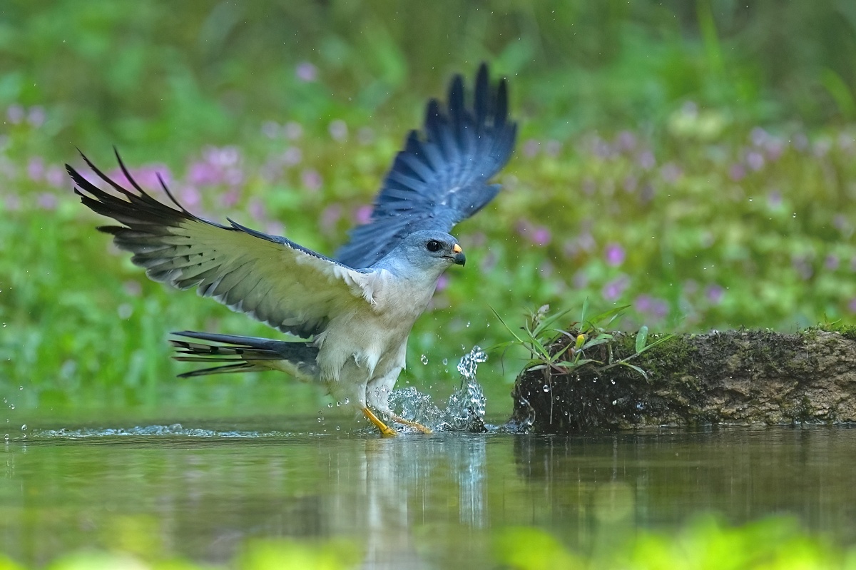 Sony FE 100-400mm F4.5 GM OSS 飛羽攝影實戰:畫質與機動性表現能達到資深玩家的標準嗎?