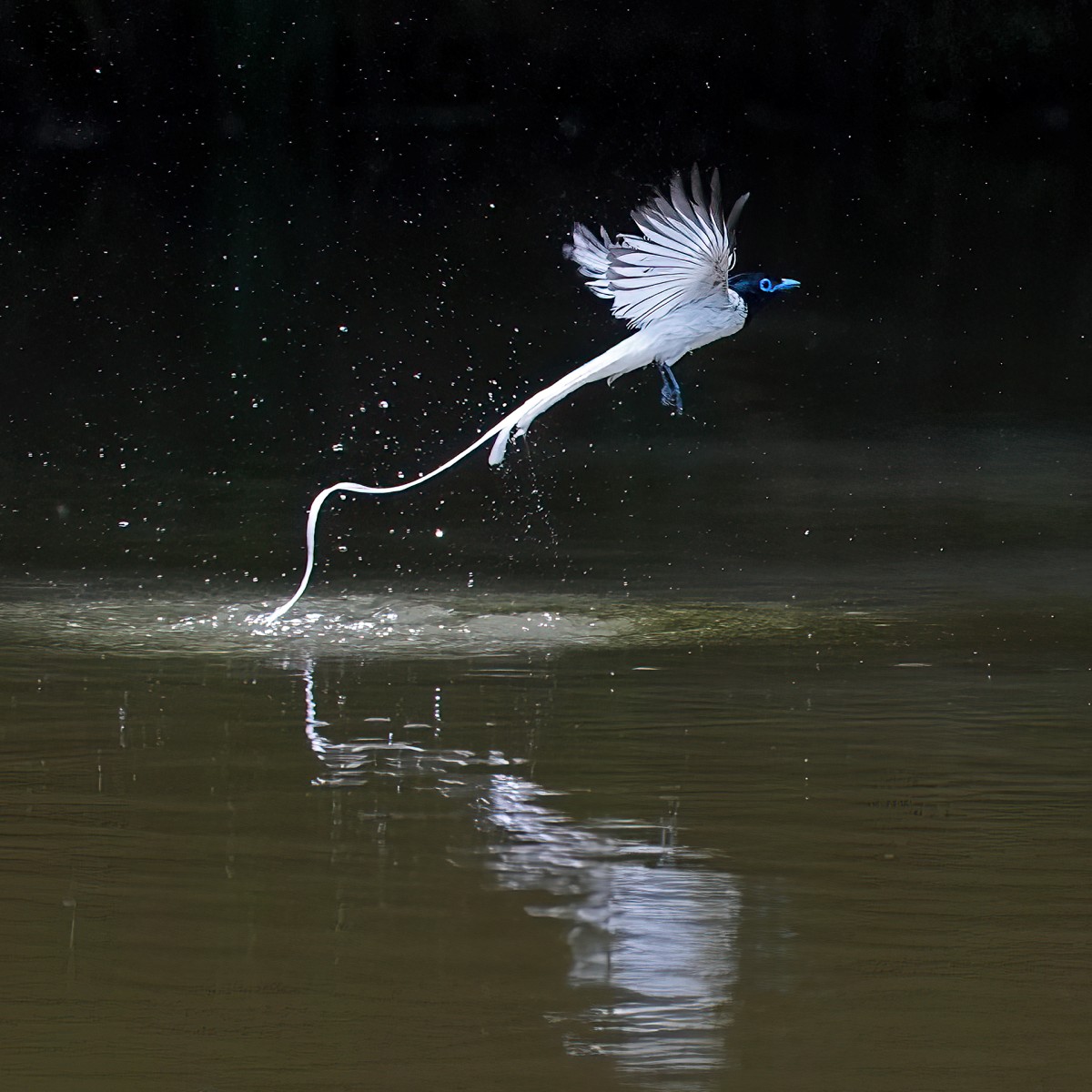 Sony α9 III + SEL100400MC + SEL14TC、560mm,F6.3、1/2000s、ISO 2000,亞洲綬帶。(看大圖)