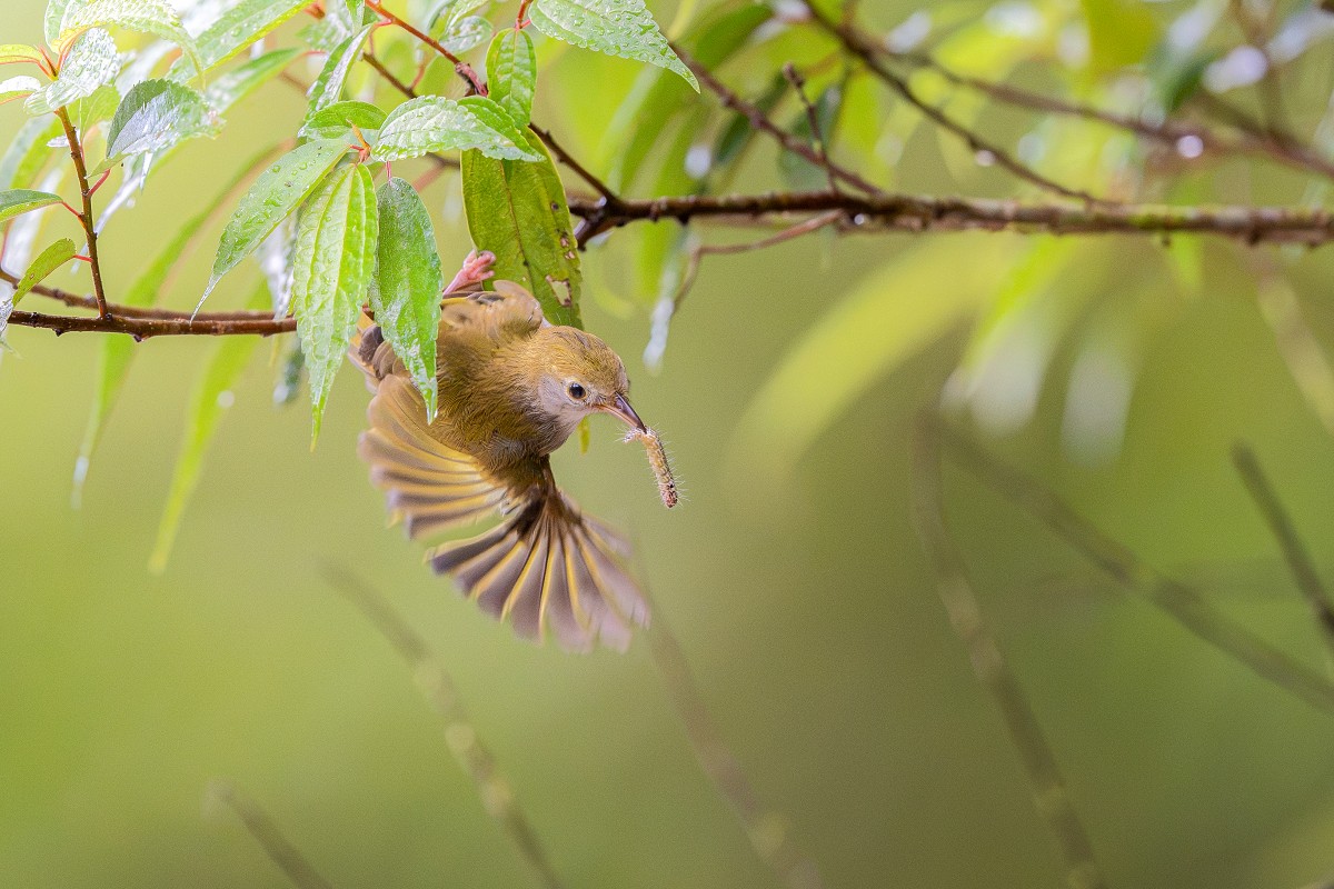 Sony α1 II + SEL600F40GM，F4、1/1250s、ISO 6400，綠畫眉〔看大圖〕