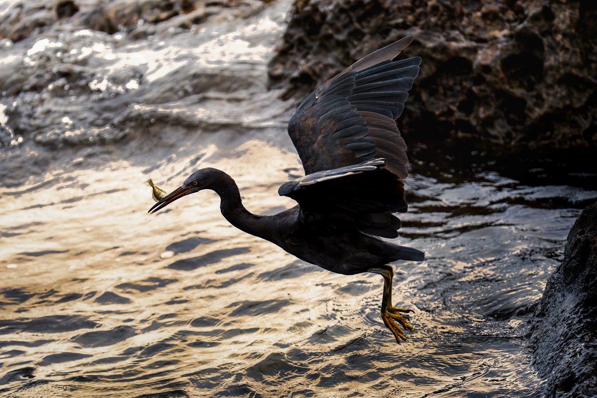 Sony α9 III + SEL100400MC、400mm，F4.5、1/6400s、ISO 3200，岩鷺〔看大圖〕