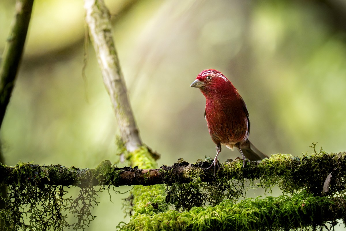 Sony α7R VI + SEL100400MC、400mm，F4.5、1/640s、ISO 6400，酒紅朱雀〔看大圖〕